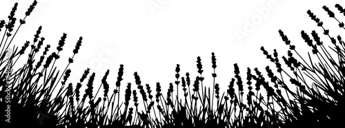 Elegant silhouette border of tall lavender stalks creates a stunning natural frame perfect for wellness branding or garden design projects