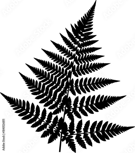 Delicate fern frond silhouette, elegant botanical design element for natural beauty products, timeless earthy graphic, inviting nature indoors, peaceful fern art