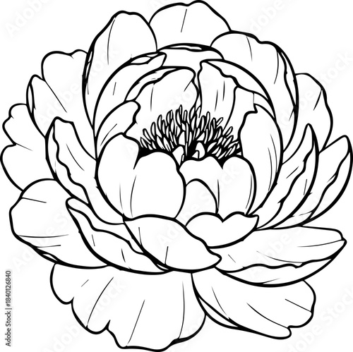 Elegant peony bloom illustration perfect for invitations, branding, or sophisticated floral designs, originally a scalable vector graphic for versatile use