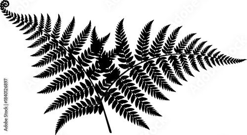 Delicate black fern frond unfurls with intricate detail, evoking natural elegance and organic beauty for design projects and botanical themes.