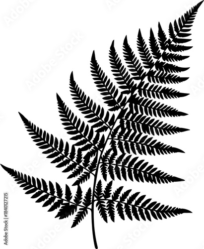 Elegant fern frond illustration for nature-inspired designs, botanical themes, and organic product branding. A classic design element with timeless appeal