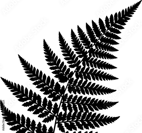Elegant fern frond in minimalist style for botanical designs and nature-inspired projects, ideal for logos, patterns, and branding materials