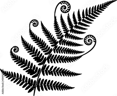 Detailed fern frond illustration, a classic botanical design element perfect for nature-inspired projects and elegant layouts with timeless appeal