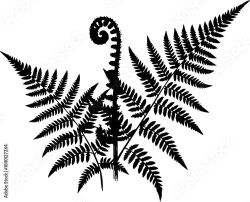 Elegant fern frond silhouette provides natural beauty, perfect for botanical themes, eco-friendly designs, and graceful organic accents originally a vector graphic