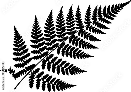 Delicate fern frond illustration, a natural botanical element for designs, branding, or artistic projects originally created as a scalable vector graphic