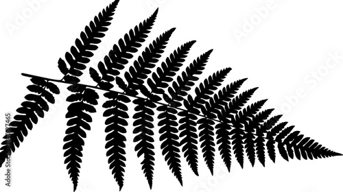 Delicate fern frond gracefully unfurls, a symbol of nature's resilience and beauty for botanical designs, scientific illustrations, and natural wellness themes