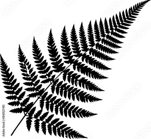 Intricate fern frond illustration, perfect for botanical designs or adding a touch of nature to your creative projects, originally scalable vector graphic