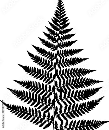 Elegant fern frond design, a stunning botanical illustration perfect for nature lovers and eco-conscious brands, originally a scalable vector graphic