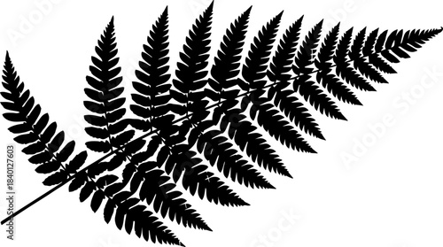 Stunning fern frond silhouette for botanical designs, elegant natural graphics, perfect for nature-themed projects, adding a touch of wilderness, vector origin