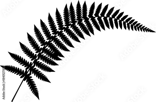 Fotografia Elegant silhouette of a delicate fern frond curving gracefully offering a bold n