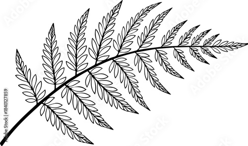 Elegant black and white line art drawing capturing the delicate structure of a single fern frond leaf