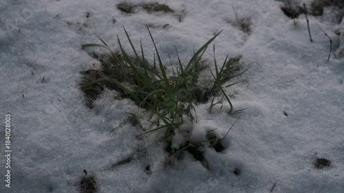 公園の地面に積もり始めた雪