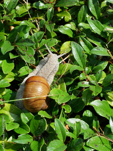 Roman snail with brown shell crawling on shiny green leaves. Copyspace.