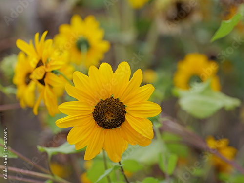 Mature Sunflower with seed head on a green meadow in a natural setting. Copyspace.