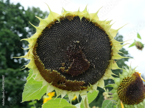 Mature sunflower head with spiral Fibonacci arrangement of sunflower seeds. Perfect for nature, biology, mathematics. Close-up. Copyspace.