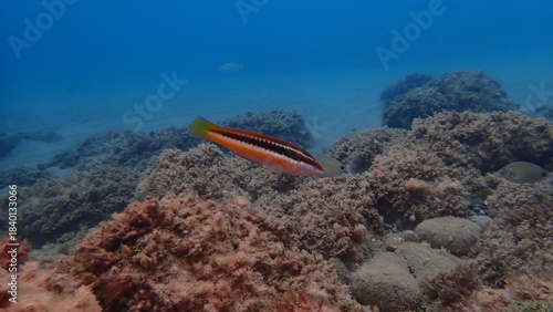 Fotografie Mediterranean rainbow wrasse (Coris julis) undersea, Ligurian Sea, Italy, Imperi