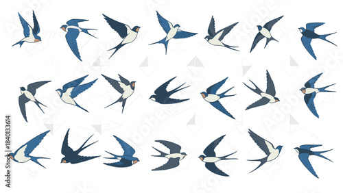Set of barn swallow birds in various flight poses and movements