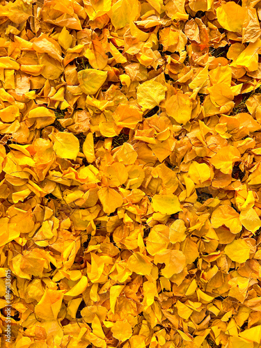 Texture of fallen leaves, autumn wallpaper