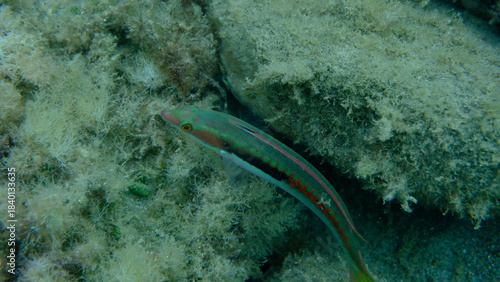 Foto Mediterranean rainbow wrasse (Coris julis) undersea, Ligurian Sea, Italy, Imperi