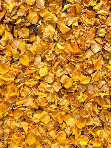 Texture of fallen leaves, autumn wallpaper