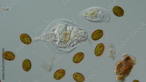 Ein Rädertier mit Algen und Pantoffeltier als Plankton im Süßwasser, normal und Zeitlupe