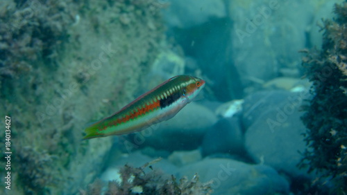 фотографія Mediterranean rainbow wrasse (Coris julis) undersea, Ligurian Sea, Italy, Imperi