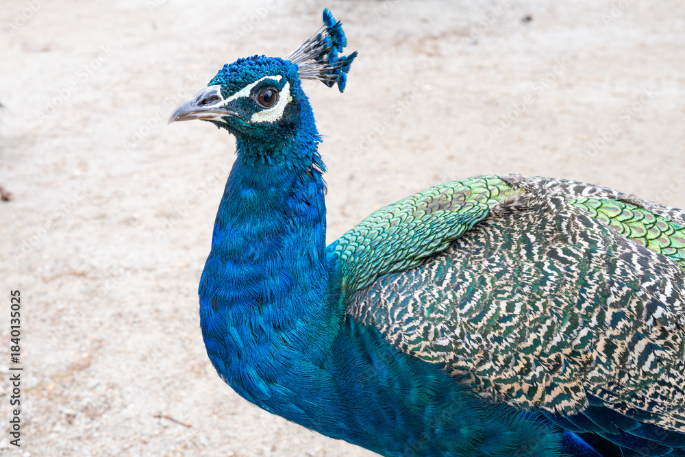Fototapeta premium A vibrant peacock stands proudly with iridescent blue and green feathers, showcasing detailed patterns and elegant plumage in a bright outdoor setting full of natural beauty.