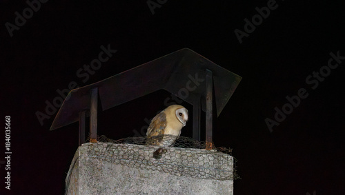 Mysterious Barn Owl Perched on a Chimney at Night