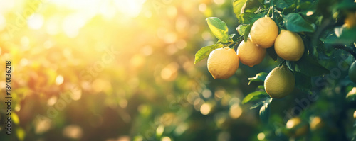 Fresh Lemons on Tree with Sunlit Background