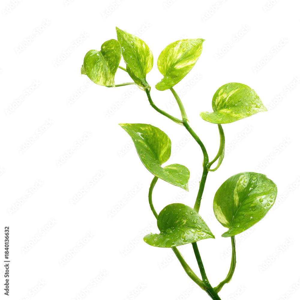 Naklejka premium Golden Pothos on Transparent Background