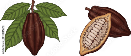 Cocoa pods on a branch and a halved cocoa pod with beans on white background cacao fruit