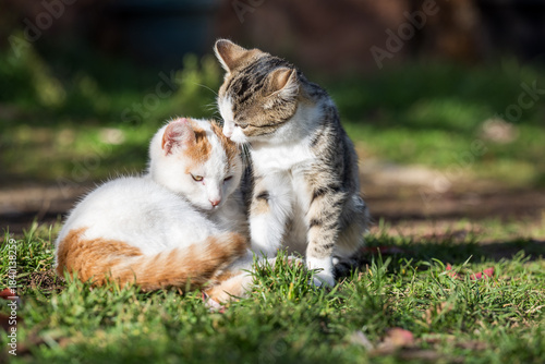 Two cats grooming outdoors on grass — tabby and white-ginger domestic cats