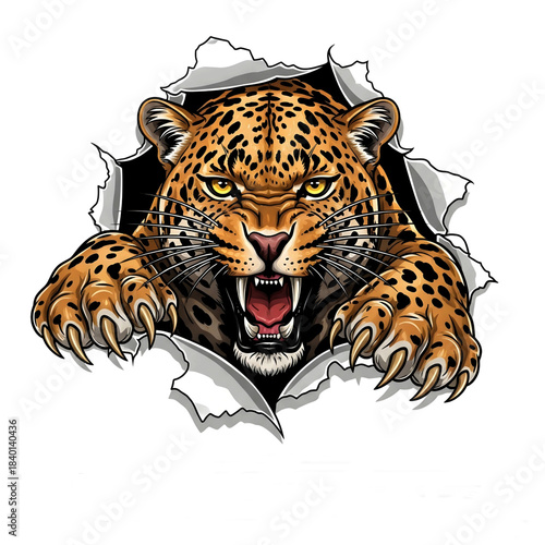 leopard on a white background