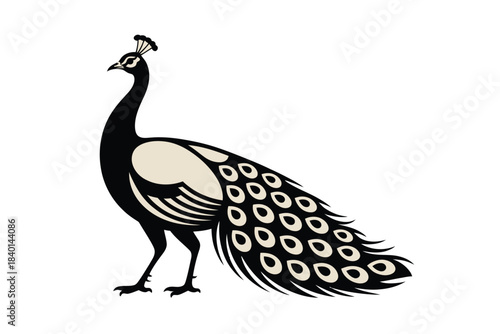 Elegant black and white peacock illustration showcasing its beautiful plumage