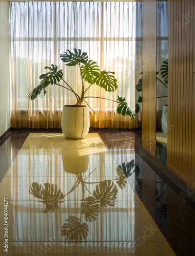 Sunlit indoor Monstera Plant in elegant Pot, reflective Floor