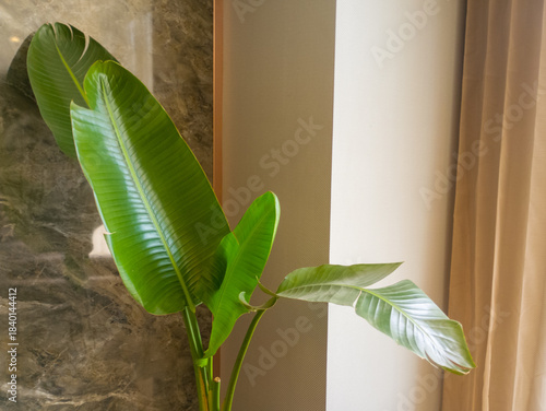 Indoor banana plant with lush green leaves