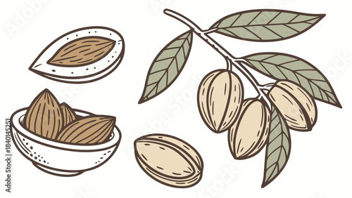 Almond branch with nuts bowl of almonds and a single almond hand-drawn illustration for healthy food concepts and natural ingredients
