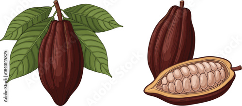 Two dark brown cocoa pods, one on a branch with green leaves, and a halved pod cacao bean