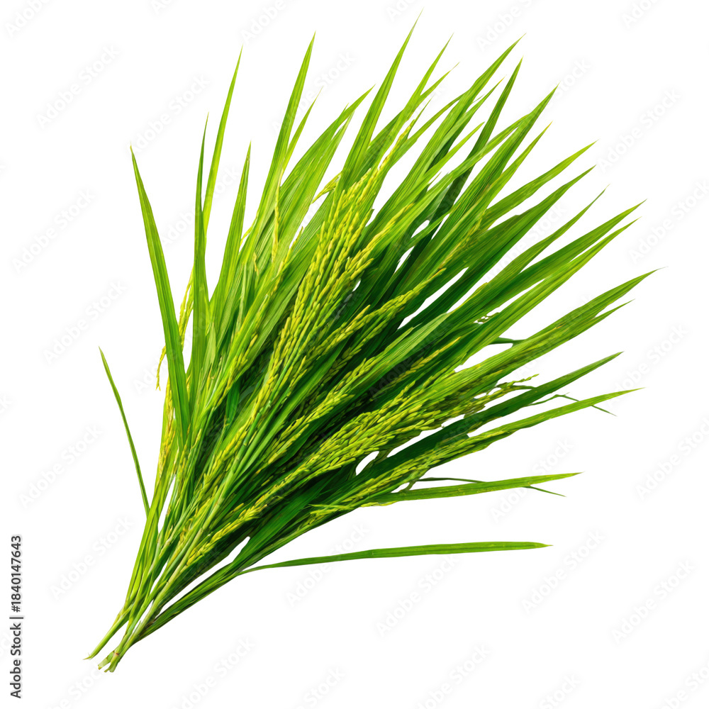 Fototapeta premium Rice Plant on Isolated Background
