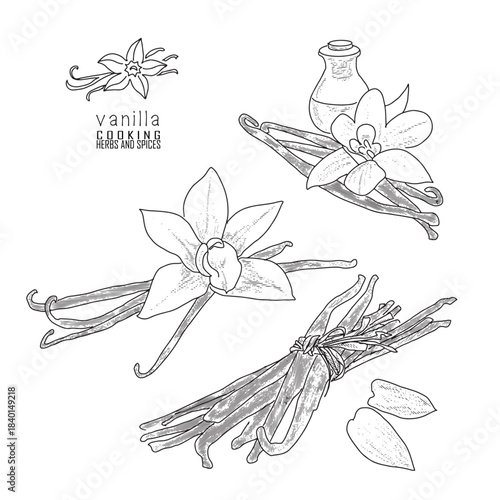 Hand-drawn vanilla with a line art engraved style