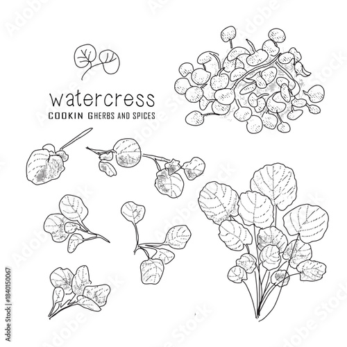 Hand-drawn watercress with a line art engraved style.