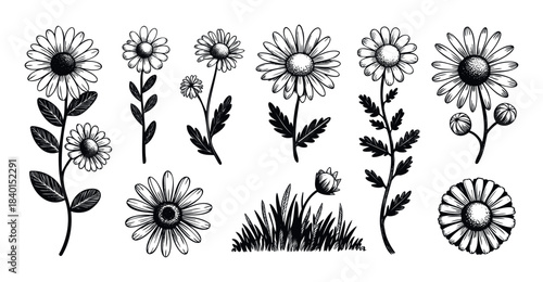 Set of hand drawn daisy flowers and grass in black and white for natural theme graphic designs and botanical projects
