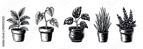 Collection of five potted plants with detailed leaves and pots in a monochrome sketch style, perfect for graphic design and home decor projects.