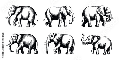 Collection of six detailed vintagestyle etchings of elephants in various poses, ideal for use in nature publications, educational materials, or wildlife themed projects.