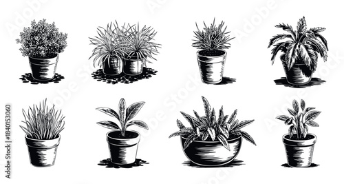 Collection of eight potted houseplant varieties rendered in a vintage woodcut style, perfect for botanical themes, gardening inspiration, or interior decor visuals