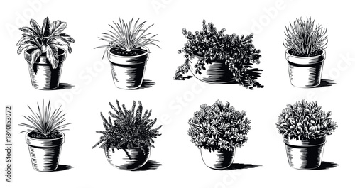 Collection of various potted plants in pots rendered in a woodcut style for graphic and print media applications.