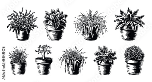 Collection of various potted houseplant engravings in a vintage scratchboard style, perfect for home decor, botanical studies, and natural lifestyle themes.