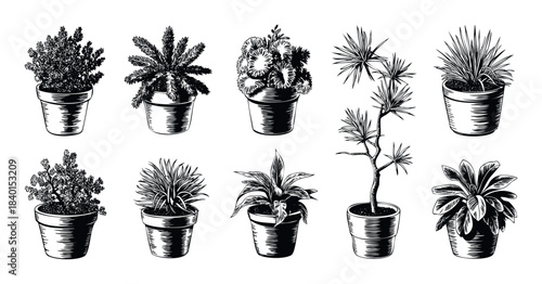 Collection of potted houseplants with lush foliage and intricate details in a classic black and white drawing style, perfect for decor and botanical themes.
