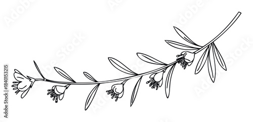 Delicate line drawing of a botanical branch with small flowers and leaves, perfect for floral graphics and naturethemed projects.