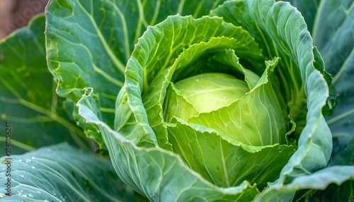 Lush, leafy green cabbage, its ruffled leaves coiled tightly around a pale center, outdoors in bright light